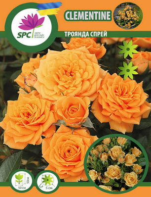 Троянда бордюрна, спрей Clementine, фото 1