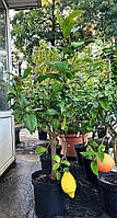 Цитрус Лимон CITRUS limon C 18 L h 110-130