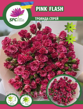 Троянда бордюрна, спрей Pink Flash