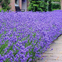 Саженцы Лаванды Английской узколистной (Lavandula angustifolia, officinalis L.)