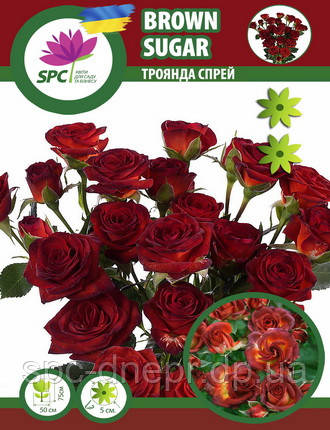Роза бордюрна, спрей Brown Sugar, фото 1