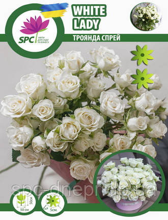 Бордюрні саджанці троянд, спрей White Lady