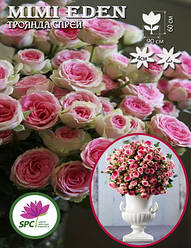 Бордюрні саджанці троянд, спрей Mimi Eden