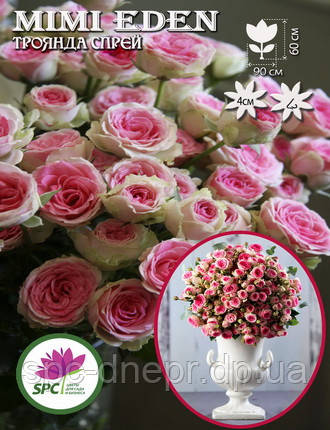 Бордюрные саженцы роз, спрей Mimi Eden - фото 1 - id-p1096342837