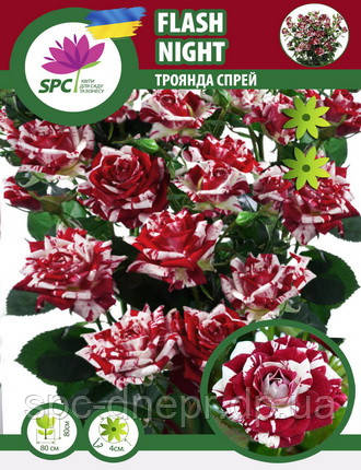 Троянда бордюрна, спрей Flash Night, фото 1