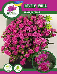 Бордюрні саджанці троянд, спрей Lovely Lydia(Lily Wendy)