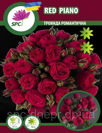 Троянда романтична Red Piano, фото 1