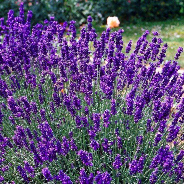 Саджанці Лаванди Елізабет (Lavandula Elizabeth)