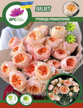 Роза романтична Juliet, фото 1