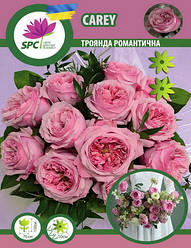 Троянда романтична Carey