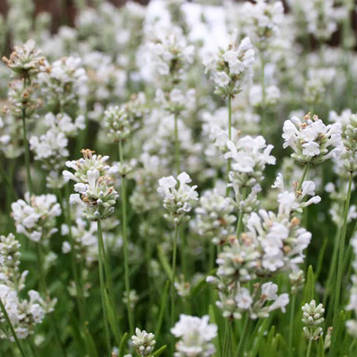 Саджанці Лаванди Елеганс Сноу (Lavandula Ellagance Snow)