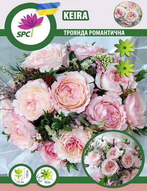 Троянда романтична Keira, фото 3