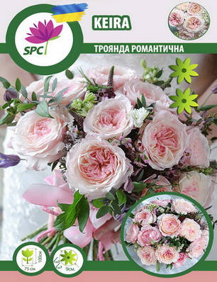 Троянда романтична Keira, фото 1