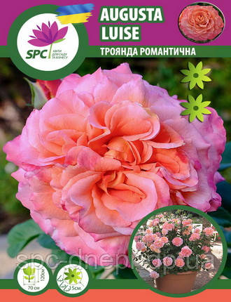 Троянда романтична Augusta Luise