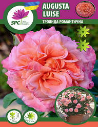 Троянда романтична Augusta Luise
