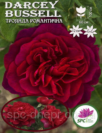 Троянда романтична Darcey Bussell