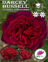 Троянда романтична Darcey Bussell