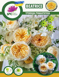 Троянда романтична Beatrice