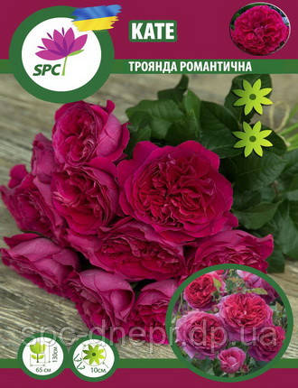 Троянда романтична Kate, фото 1