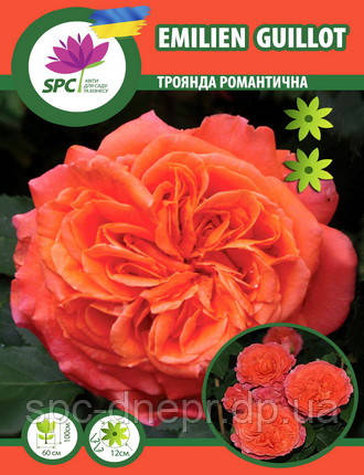 Троянда романтична(паркова) Emilien Guillot, фото 1