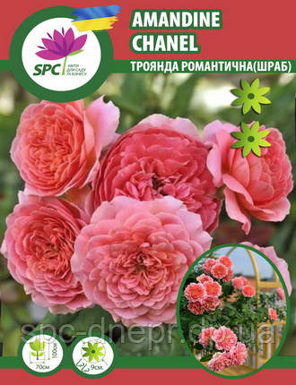 Троянда романтична Amandine Chane, фото 1