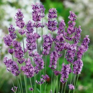 Саджанці Лаванди Річард Грей (Lavandula Richard Gray), фото 1