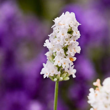 Саджанці Лаванди вузьколистої Біла (Lavandula angustifolia)