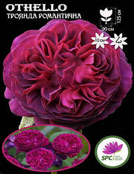 Троянда романтична Othello