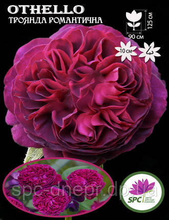 Троянда романтична Othello, фото 1