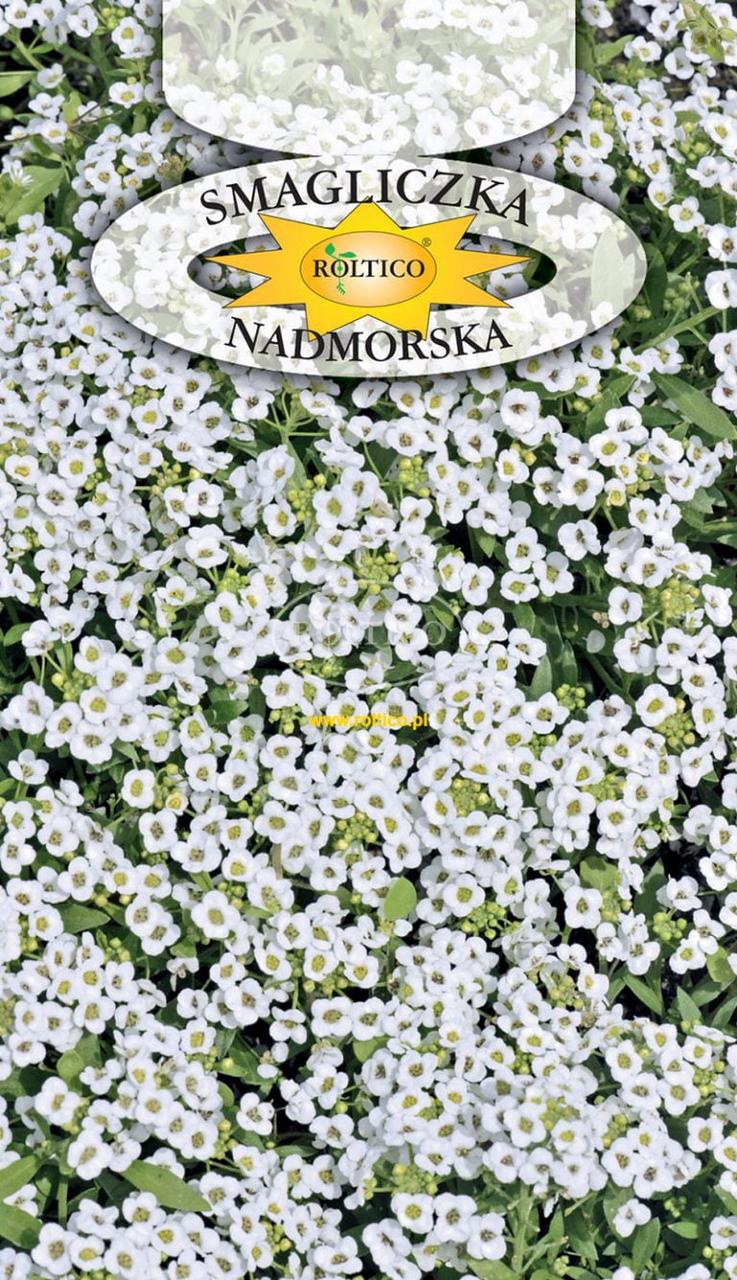 Лобулярія морська біла / Smagliczka nadmorska 0,5 г Roltico Польща
