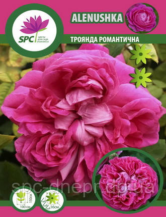 Роза романтична Alenushka