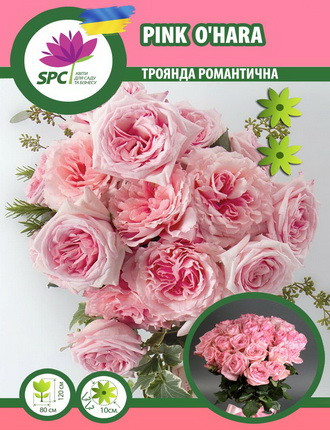 Роза романтическая Pink O'hara - фото 1 - id-p654363348