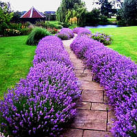 Саженцы Лаванды Английской узколистной (Lavandula angustifolia, officinalis L.)