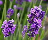 Саджанці Лаванди Англійської вузьколистої (Lavandula angustifolia, officinalis L.), фото 2