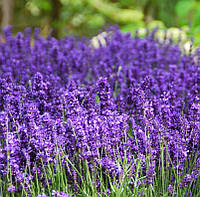 Саджанці Лаванди вузьколистої Хідкот (Lavandula angustifolia Hidcote)