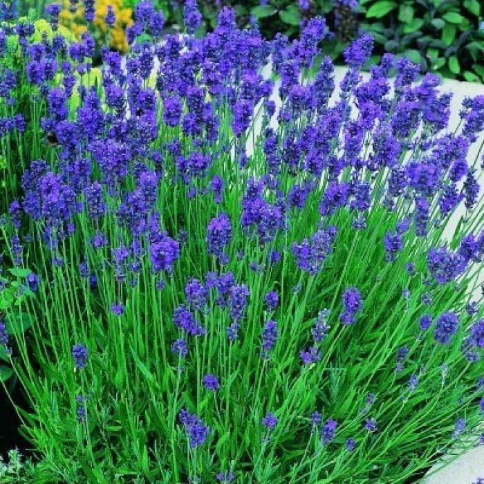 Саджанці Лаванди вузьколистої Munstead (Lavandula angustifolia Munstead)