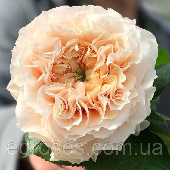 Крем Фрагранс (Cream Fragrance), фото 1