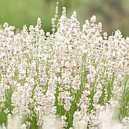 Саджанці Лаванди вузьколистої Нана альба (Lavandula angustifolia Nana alba), фото 2