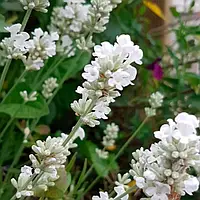 Саджанці Лаванди вузьколистої Арктик сноу (Lavandula angustifolia Arctic Snow)