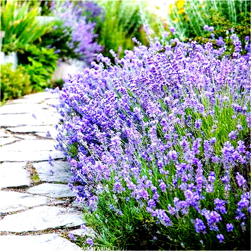 Саджанці Лаванди Елізабет (Lavandula Elizabeth), фото 1