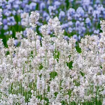 Саджанці Лаванди Елеганс Сноу (Lavandula Ellagance Snow)