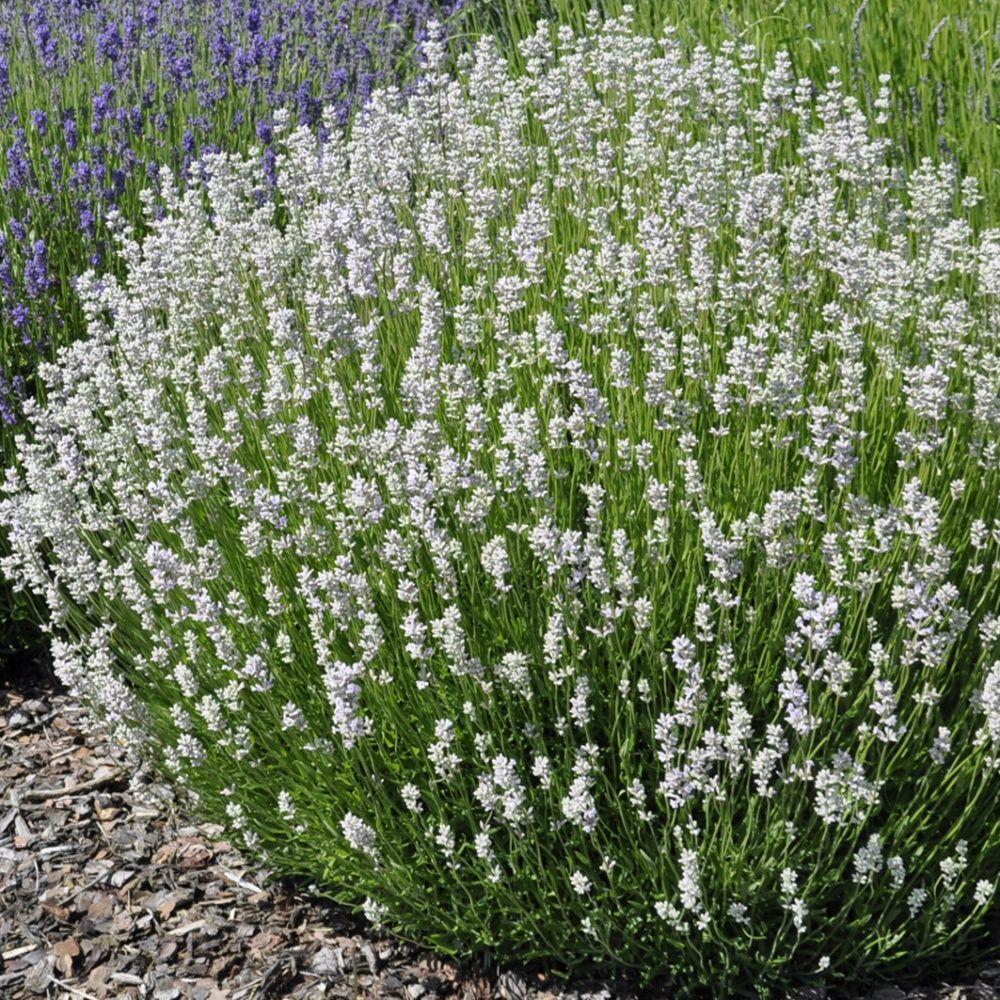 Саджанці Лаванди вузьколистої Нана альба (Lavandula angustifolia Nana alba), фото 1