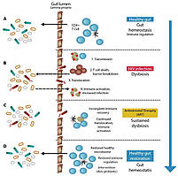 Akkermansia muciniphila Підтримка та відновлення слизової оболонки кишечника, 30 капс, фото 3