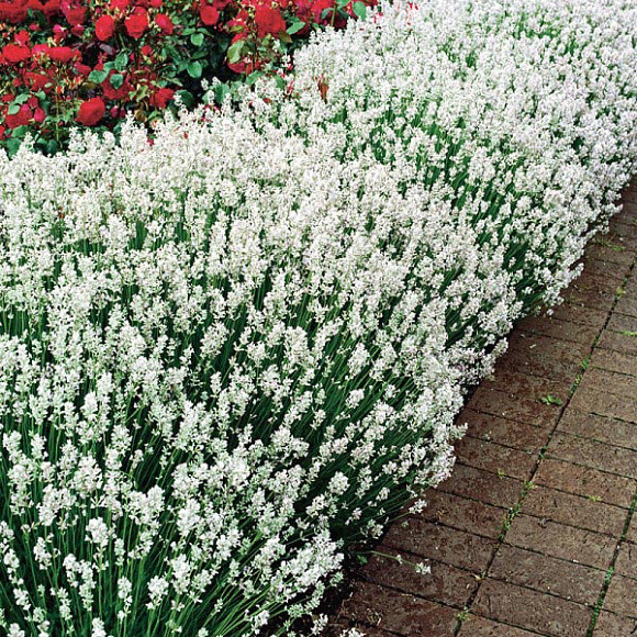Саджанці Лаванди вузьколистої Арктик сноу (Lavandula angustifolia Arctic Snow), фото 1