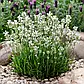 Саджанці Лаванди вузьколистої Арктик сноу (Lavandula angustifolia Arctic Snow), фото 2