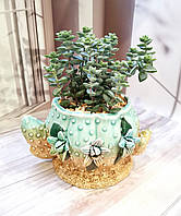 Горшок керамический Кактус бирюзовый для комнатных растений суккулентов