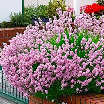 Саджанці Лаванди вузьколистої Розеа (Lavandula angustifolia Rosea)