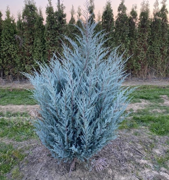 Ялівець скельний Мунлайт (Juniperus scopulorum Moonlight) 2 річний в 0,5л контейнері - фото 1 - id-p2050353144