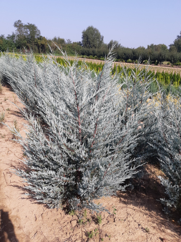 Ялівець скельний Мунлайт (Juniperus scopulorum Moonlight) 2 річний в 0,5л контейнері - фото 2 - id-p2050353144