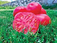 LibraSeeds томат розовый индет Сим-Сим (EZ 777) F1 (1000 семян)